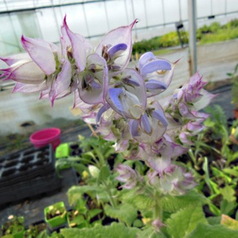 Sauge sclarée du Turkestan