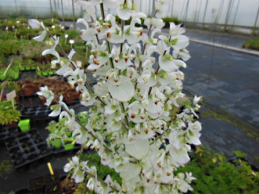 Sauge sclarée à fleurs blanches