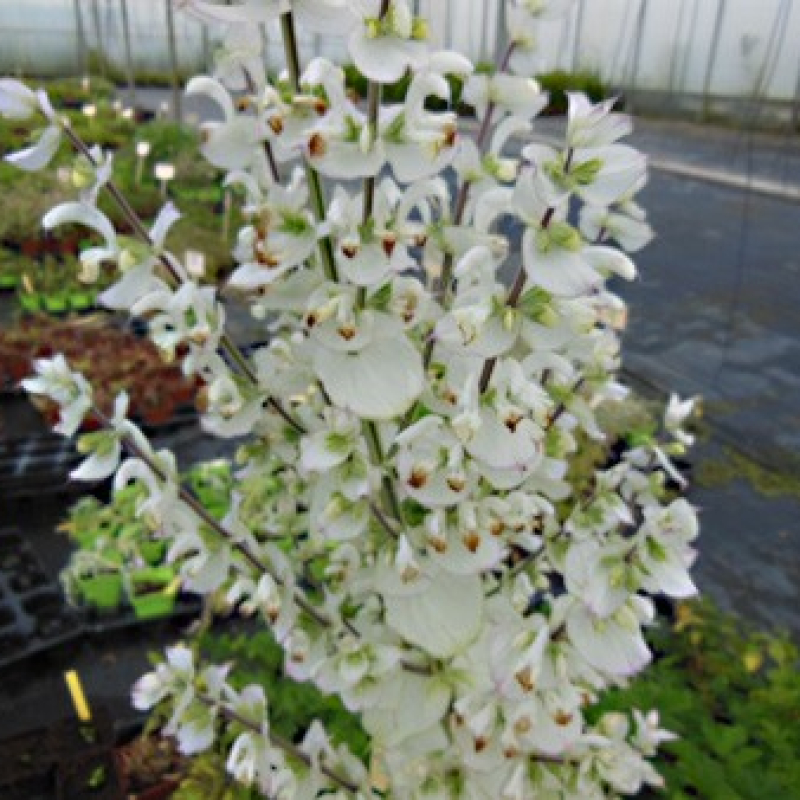 Sauge sclarée à fleurs blanches