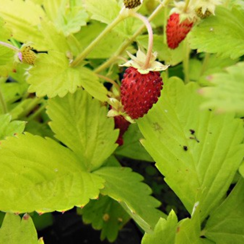 Fraisier des bois non remontant Golden Alexandria Fraisier des bois non remontant Golden Alexandria