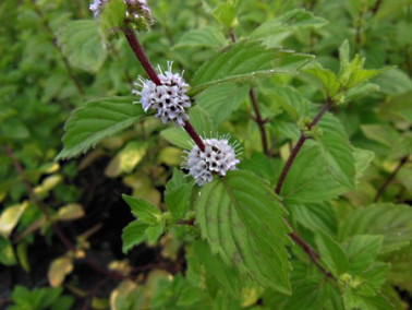 Menthe gingembre panachée