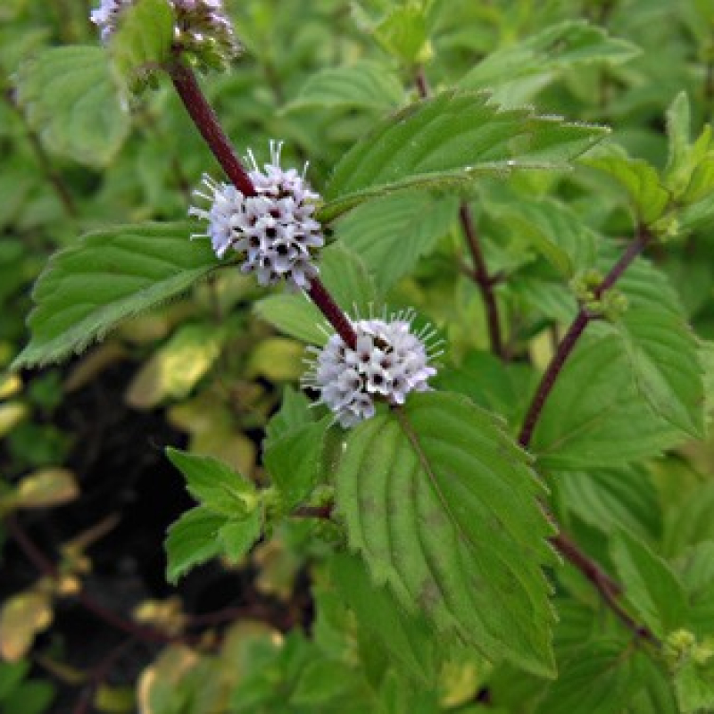 Menthe gingembre panachée
