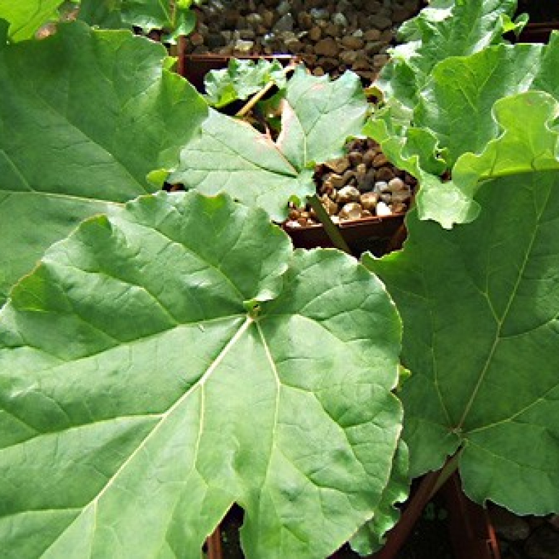 Rhubarbe Rhubarbe