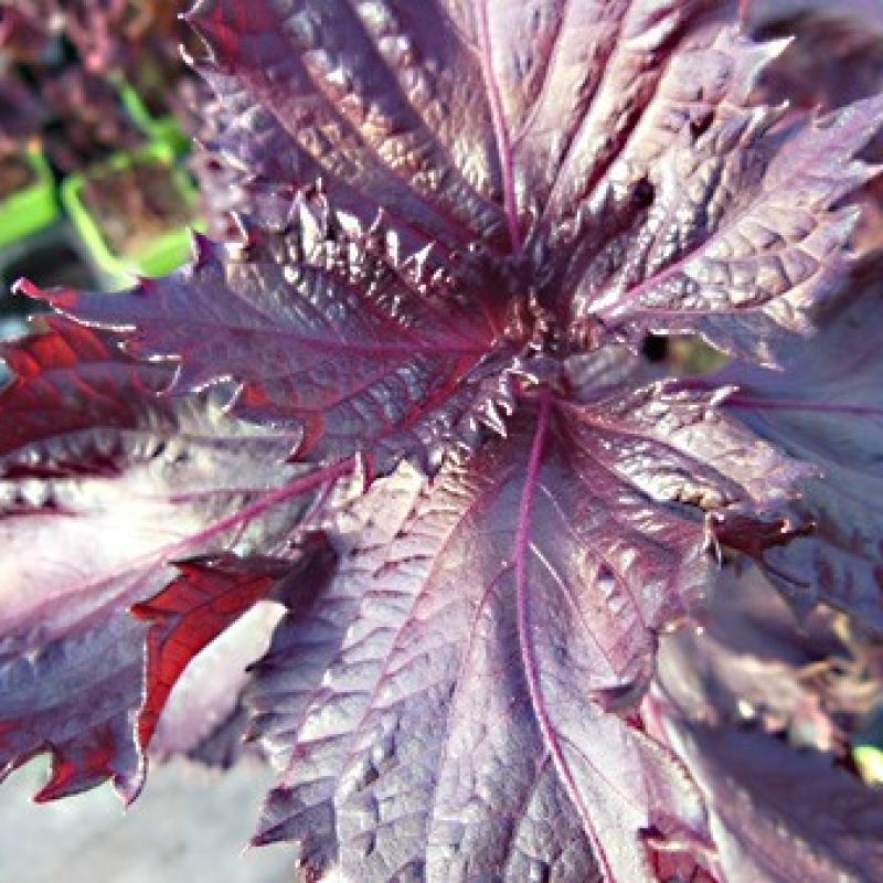 Pérille de Nankin pourpre