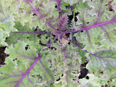 Chou Kale pourpre Chou Kale pourpre