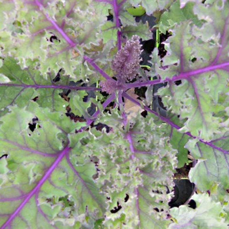 Chou Kale pourpre Chou Kale pourpre