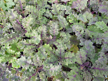 Chou Kale pourpre Chou Kale pourpre