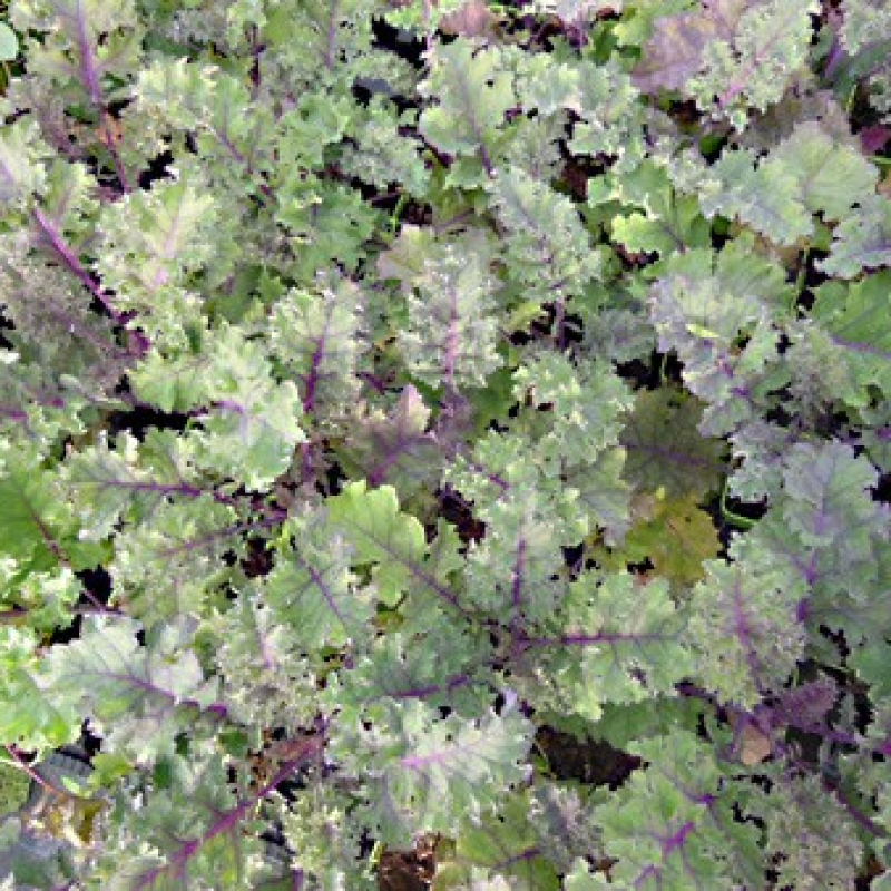 Chou Kale pourpre Chou Kale pourpre