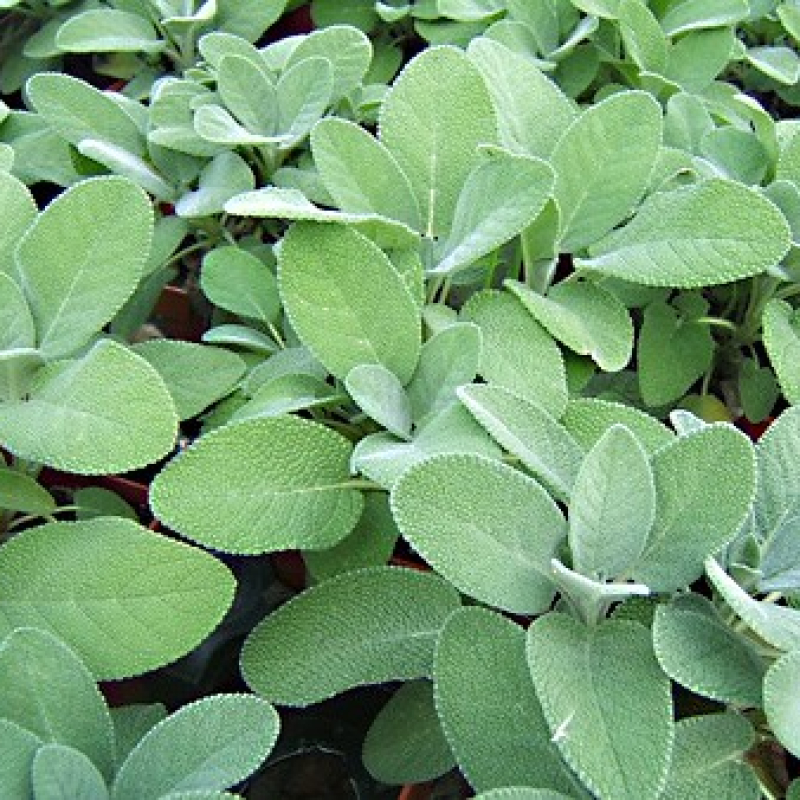 Sauge officinale Sauge officinale