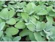 Sauge officinale Sauge officinale