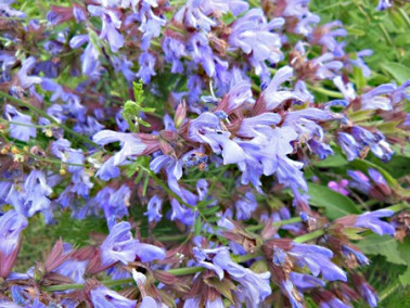 Sauge officinale Sauge officinale