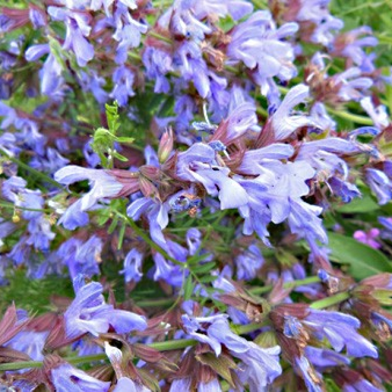 Sauge officinale Sauge officinale
