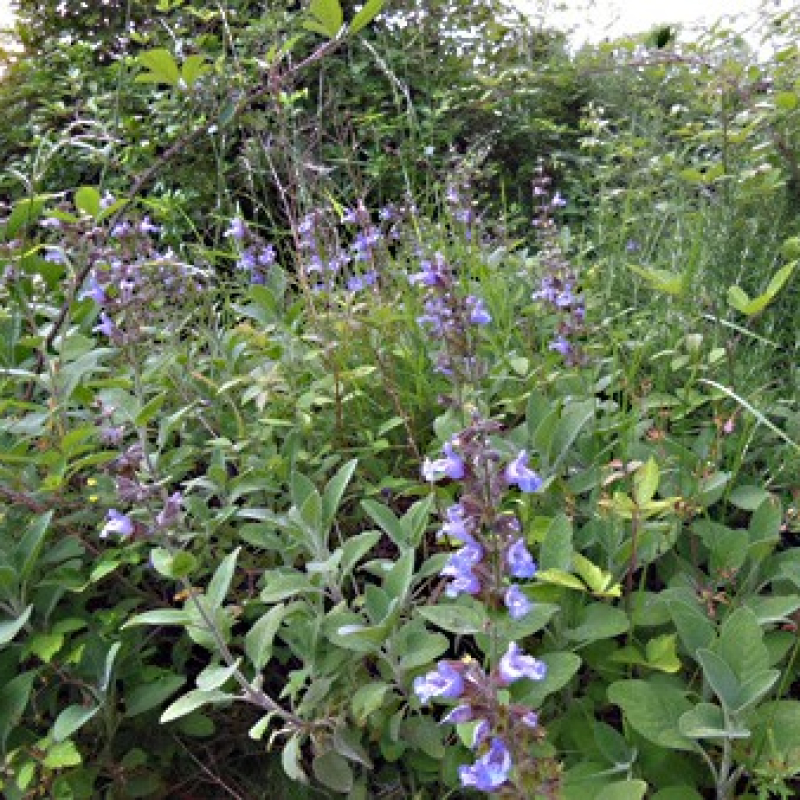 Sauge officinale en fleur au jardin Sauge officinale en fleur au jardin