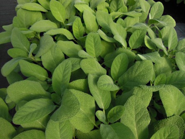 Sauge officinale Berggarten Sauge officinale Berggarten