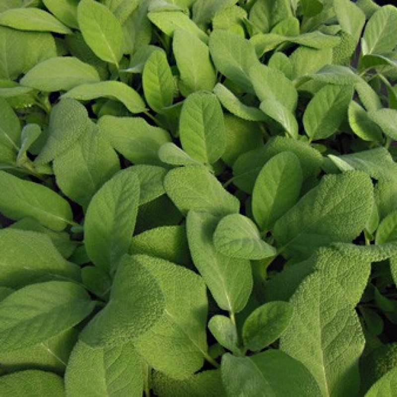 Sauge officinale Berggarten Sauge officinale Berggarten