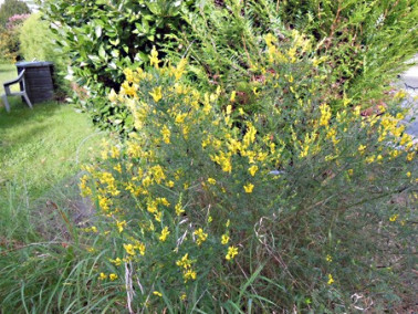 Genêt des teinturiers