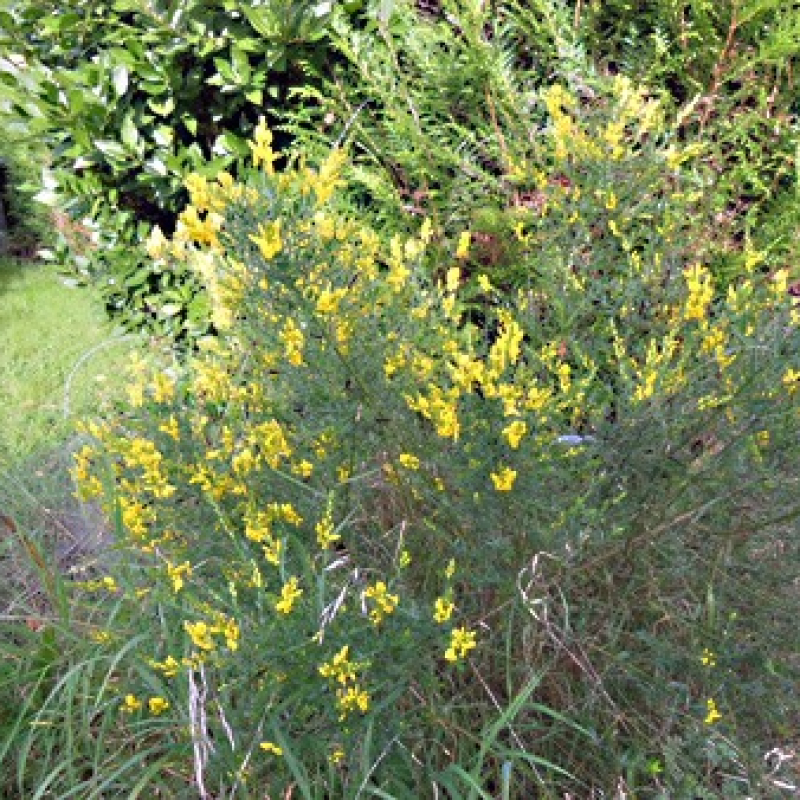 Genêt des teinturiers