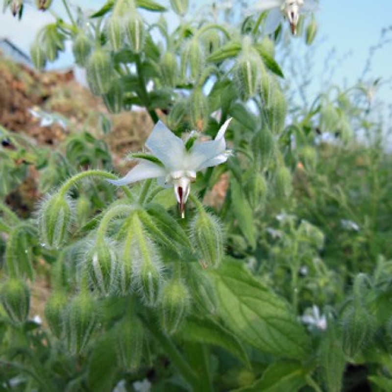 Bourrache à fleurs blanches Bourrache à fleurs blanches
