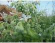 Bourrache à fleurs blanches Bourrache à fleurs blanches