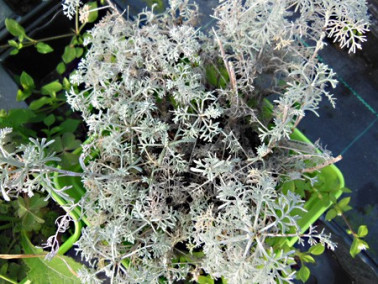 Armoise du Valais Armoise du Valais