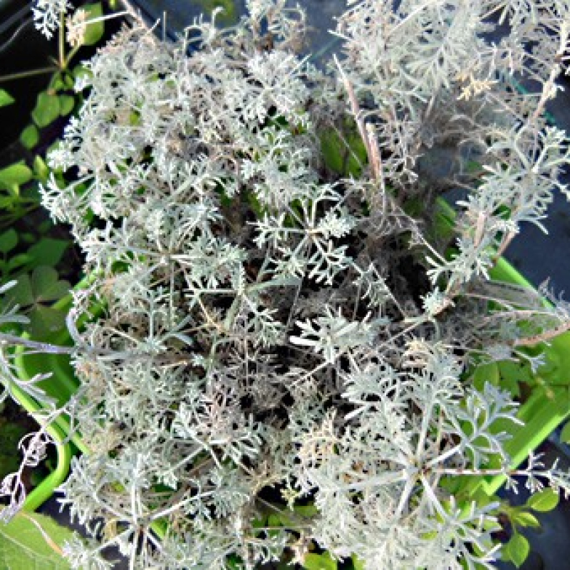 Armoise du Valais Armoise du Valais