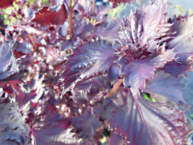 Pérille de Nankin pourpre