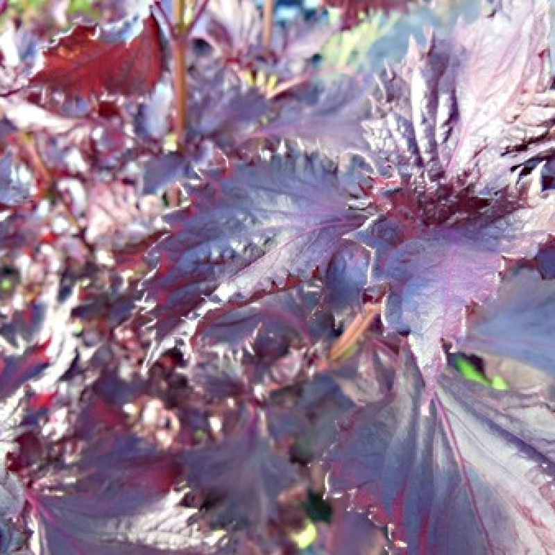 Pérille de Nankin pourpre