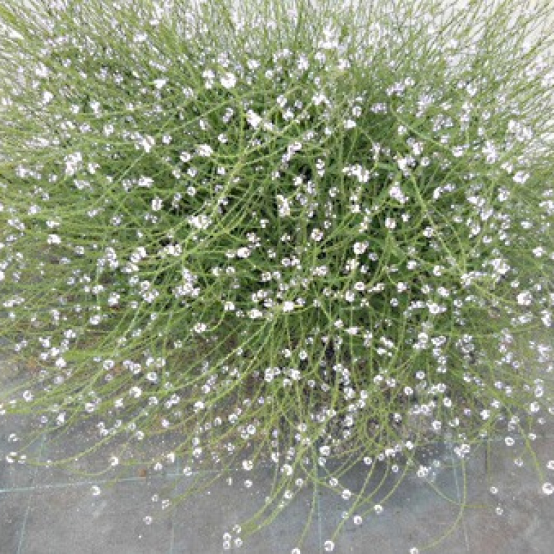 Verveine officinale Verveine officinale