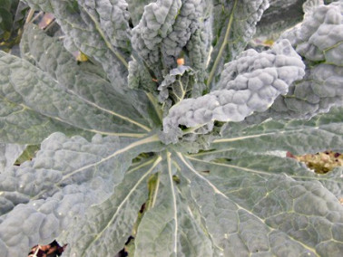 Chou palmier noir de Toscane