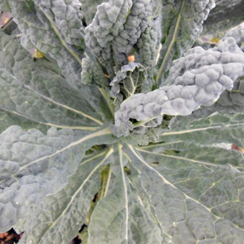 Chou palmier noir de Toscane