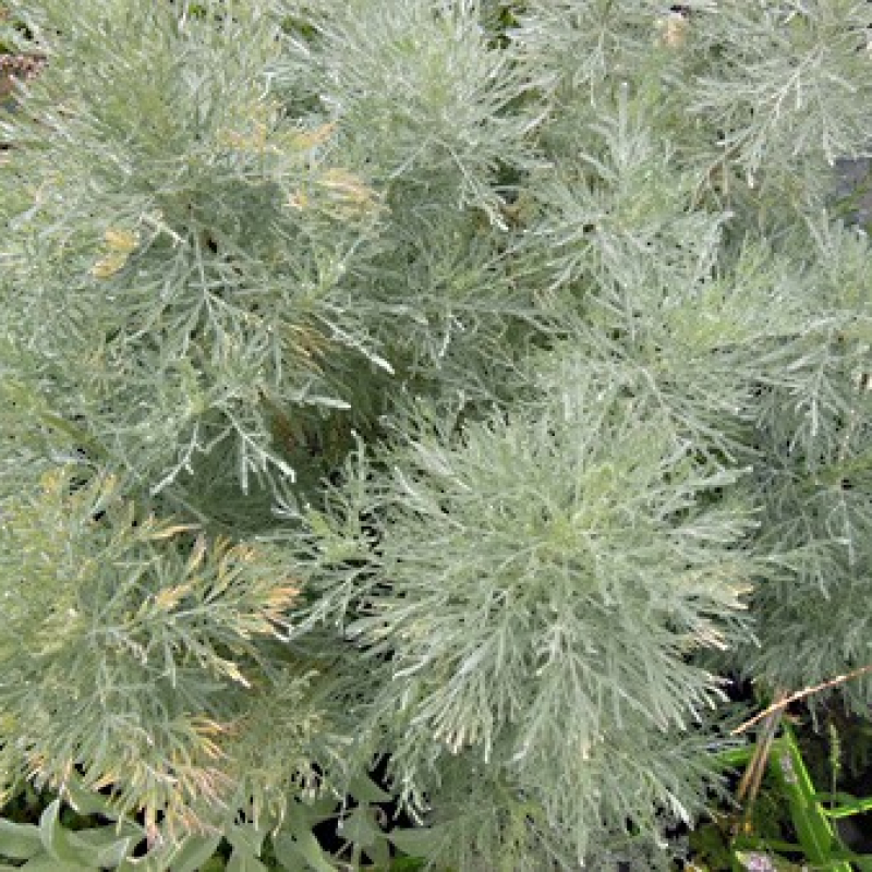 Armoise arborescente Armoise arborescente