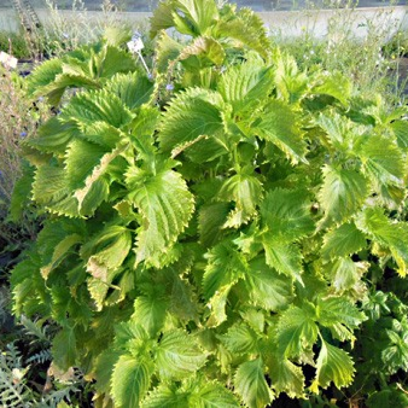 Pérille de Nankin vert