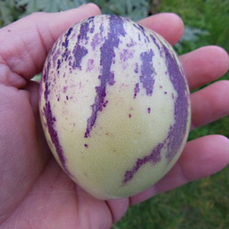 Poire melon