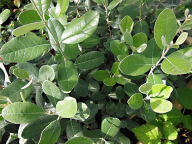 Goyavier du Brésil "Mammoth"