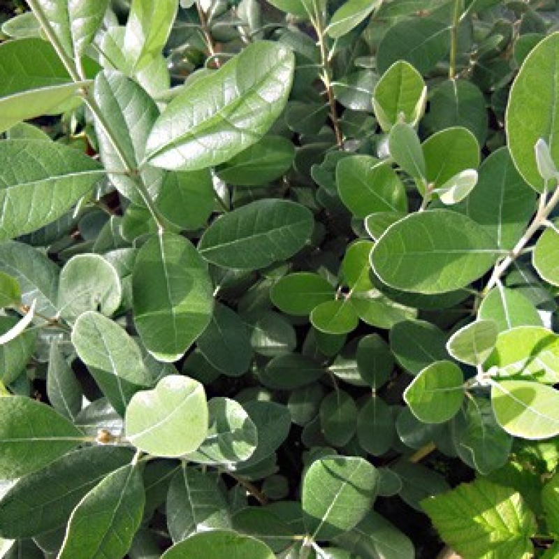 Goyavier du Brésil "Mammoth"