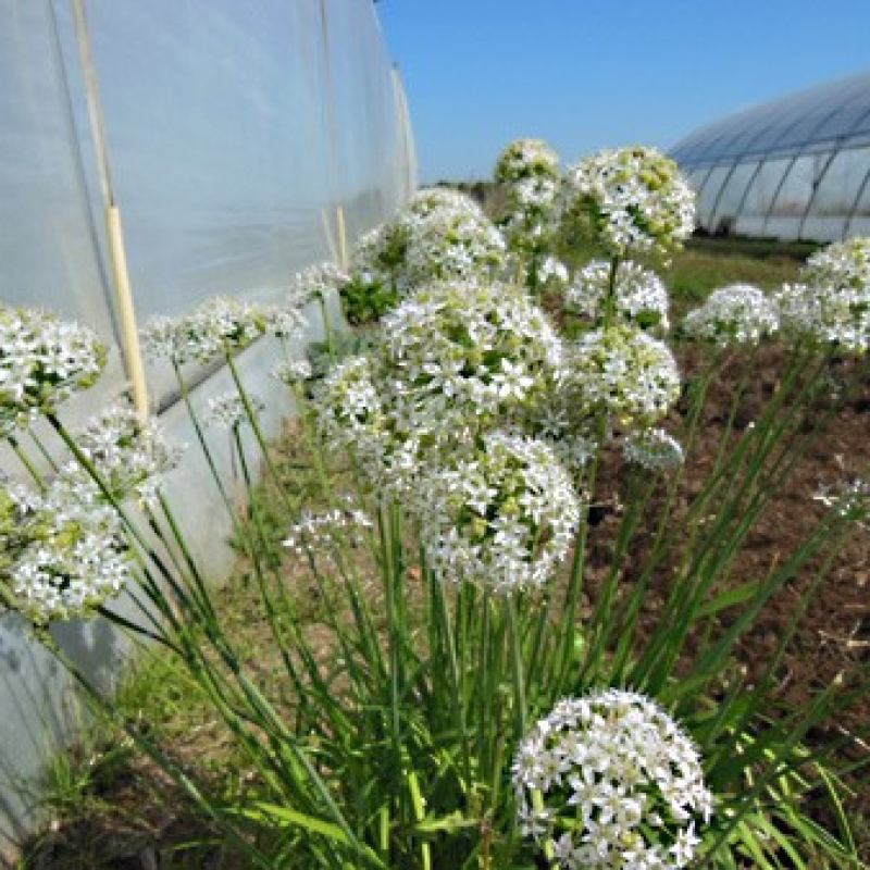 Ciboulette de Chine