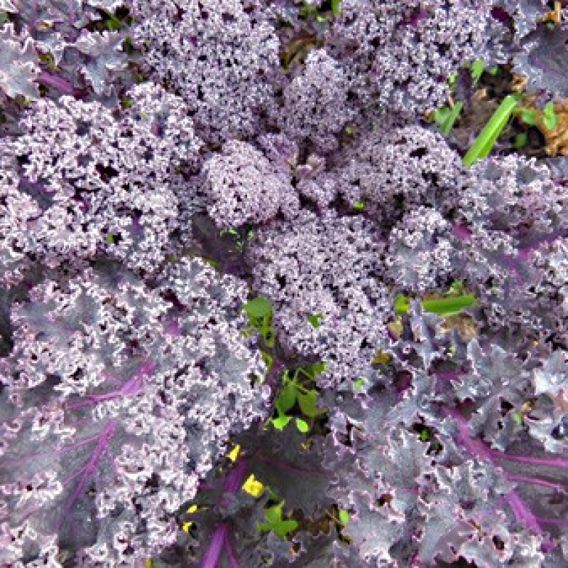 Chou Kale pourpre Chou Kale pourpre