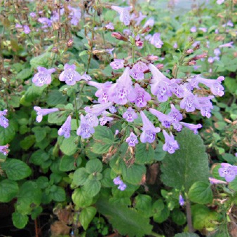 Calamenthe des bois Calamenthe des bois