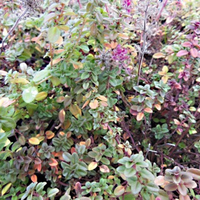 Thym faux pouliot Thym faux pouliot