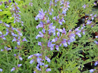 Sauge à petites feuilles Sauge à petites feuilles