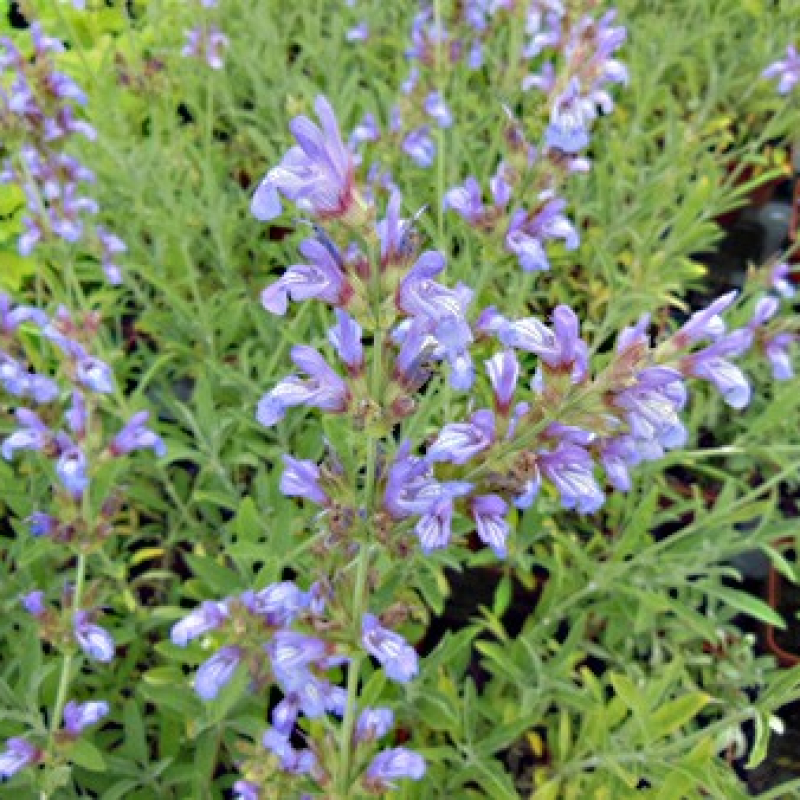 Sauge à petites feuilles Sauge à petites feuilles