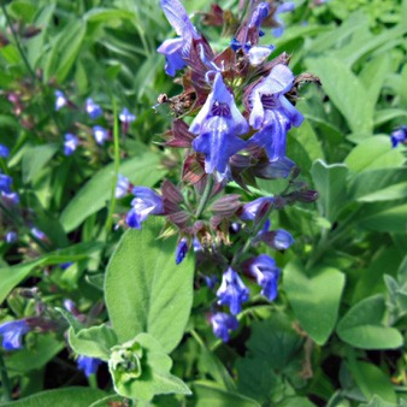 Sauge officinale