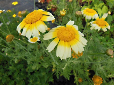 Chrysanthèmes à feuilles découpées Chrysanthèmes à feuilles découpées