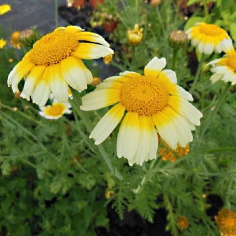 Chrysanthèmes à feuilles découpées Chrysanthèmes à feuilles découpées