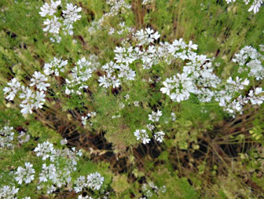 Coriandre en fleurs