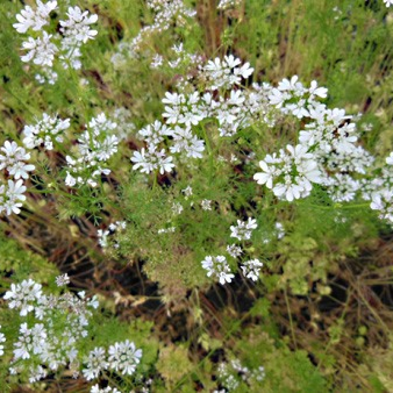 Coriandre en fleurs