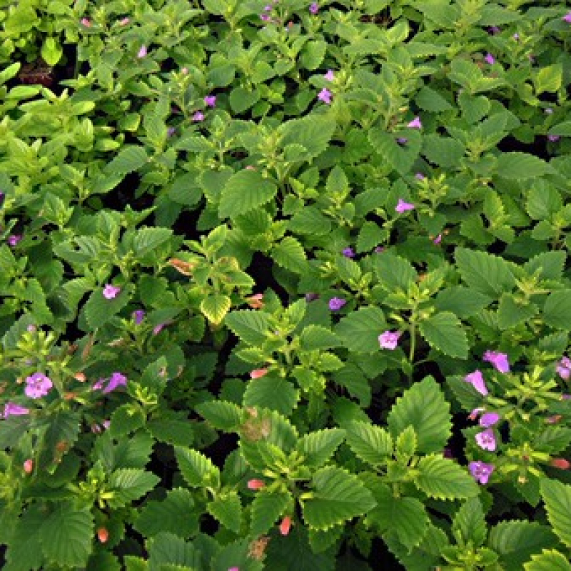 Parterre de thé de l'Aubrac
