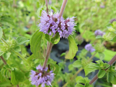 Menthe pouliot en fleurs