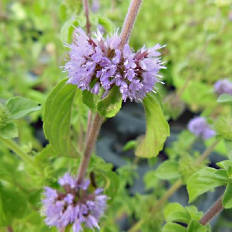 Menthe pouliot en fleurs