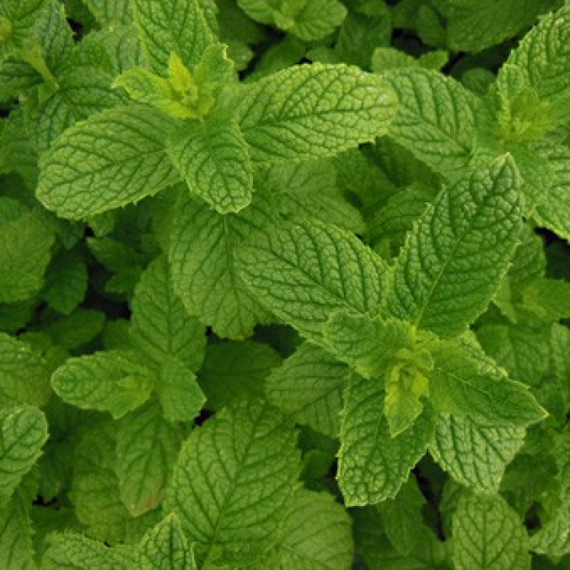 Menthe verte Marocaine
